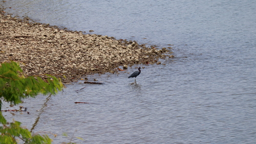 Little Blue Heron