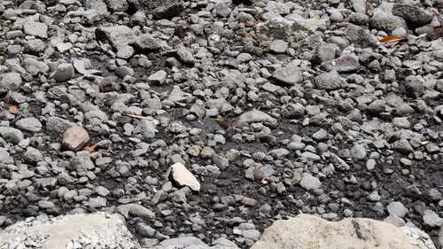 Spotted Sandpiper
