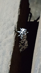 Dasychira octophora