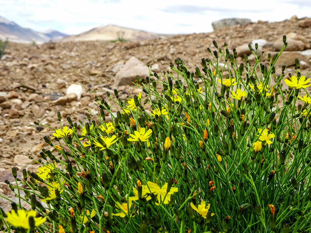 Tangled Hawksbeard