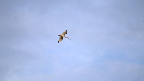 White Ibis