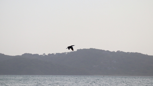 Neotropic Cormorant
