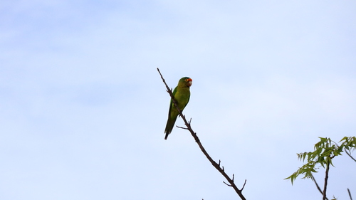 Orange-fronted Parakeet