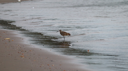 Hudsonian Whimbrel