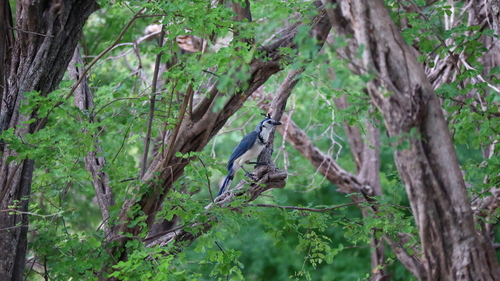 White-throated Magpie-Jay