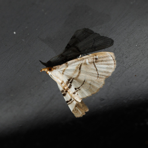 Trichophysetis fulvifusalis