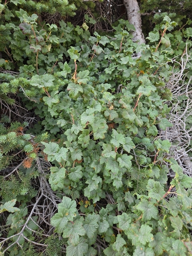 Ribes acerifolium, 2026-08-13