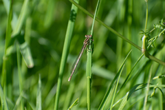 Platycnemis