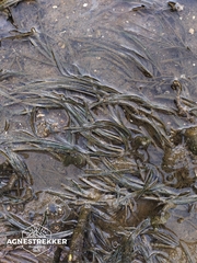 Japanese Eelgrass (Zostera japonica)
