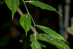 Stichoneuron membranaceum