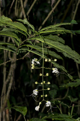 Clerodendrum laevifolium