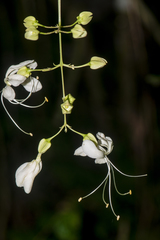 Clerodendrum laevifolium