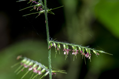 Oplismenus compositus