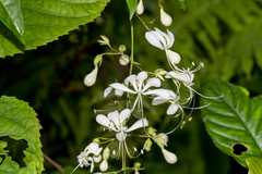 Clerodendrum laevifolium