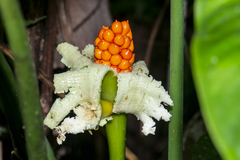 Rhaphidophora