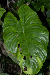 Rhaphidophora
