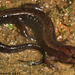 Salamandra Oscura Montana de Allegheny - Photo (c) Todd Pierson, algunos derechos reservados (CC BY-NC-SA)