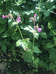 Silene dioica