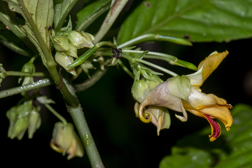 Impatiens laevigata