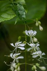 Clerodendrum laevifolium