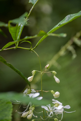 Clerodendrum laevifolium