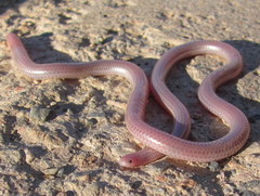 Rena humilis cahuilae