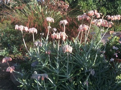 Cotyledon orbiculata dactylopsis