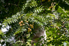 Aphanamixis polystachya