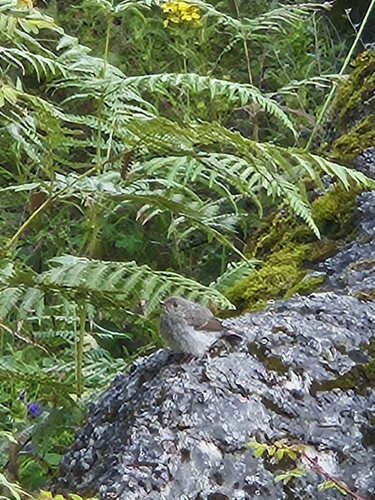 Plumbeous Water Redstart