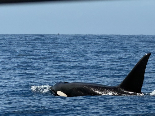Orca