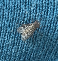 Tabanomorpha
