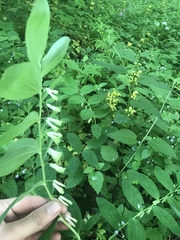 Polygonatum multiflorum