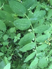 Polygonatum multiflorum