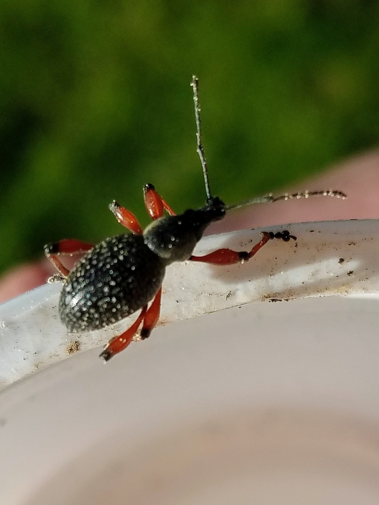 Otiorhynchus coecus