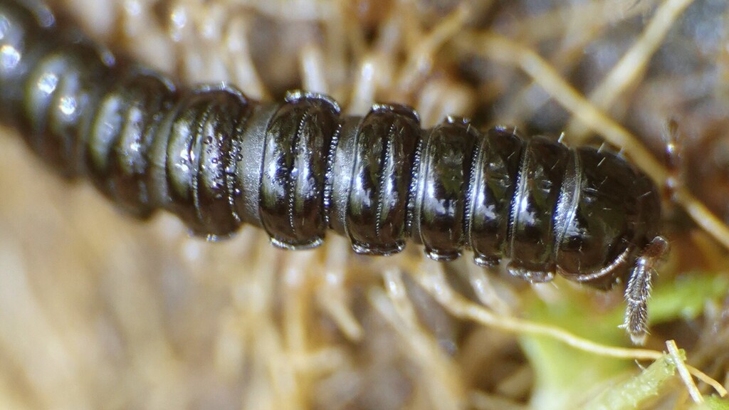 Polydrepanum xiphosum