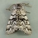 Western Panthea Moth - Photo (c) Dick, some rights reserved (CC BY-NC-SA)