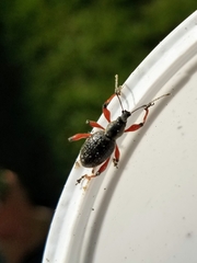 Otiorhynchus coecus