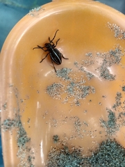 Dorcadion holosericeum