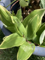 Polygonatum odoratum