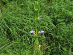 Scutellaria parvula australis