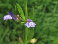 Scutellaria parvula australis