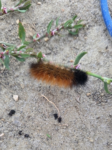 Isabella Tiger Moth