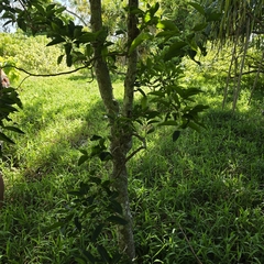 Celtis paniculata