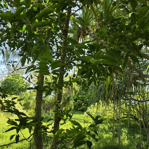 Celtis paniculata, photograph 1