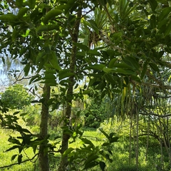 Celtis paniculata, photograph (c) Martin Rady, some rights reserved (CC BY)