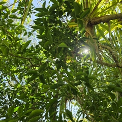 Celtis paniculata, photograph (c) Martin Rady, some rights reserved (CC BY)