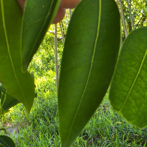 Celtis paniculata, photograph 3