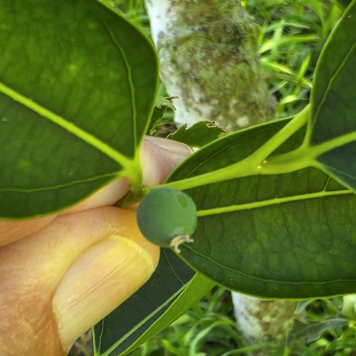 Celtis paniculata, photograph 4