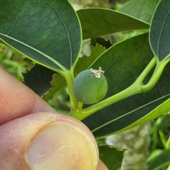 Celtis paniculata, photograph (c) Martin Rady, some rights reserved (CC BY)