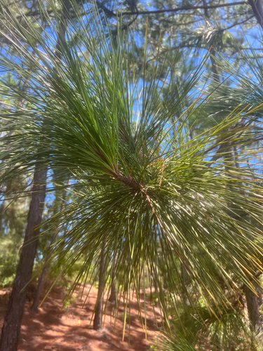Pinus observed 2026-08-13